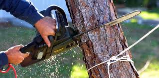 How Our Tree Care Process Works  in  Mahanoy City, PA